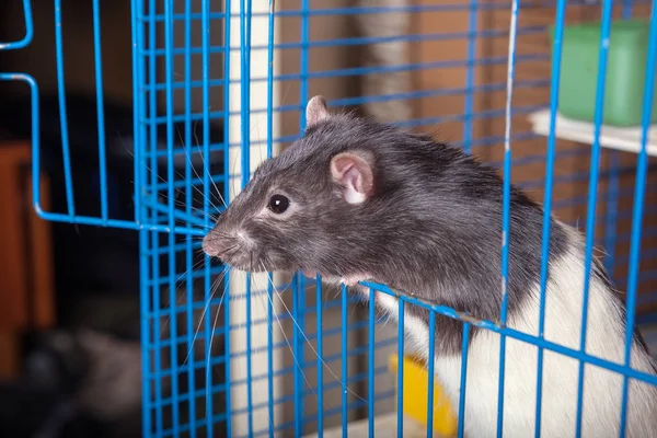 Domestic rat in a cage — Stock Photo, Image