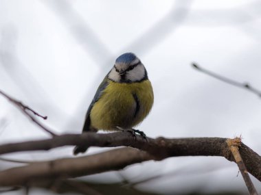 bir ağaç şube Bluetit