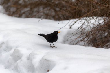 siyah beyaz kar üzerinde kuş