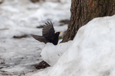 bir ağacın yakınında Blackbird