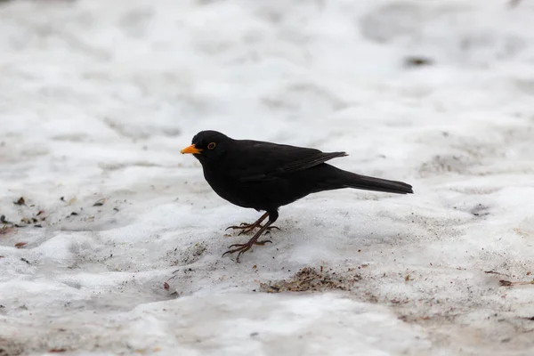 Merlo sulla neve — Foto Stock