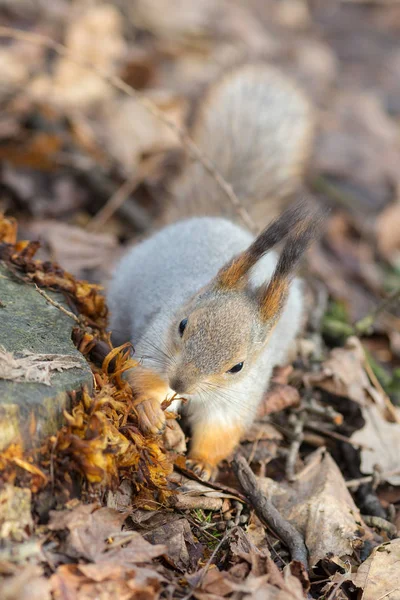 Wiewiórka szuka jedzenia — Zdjęcie stockowe