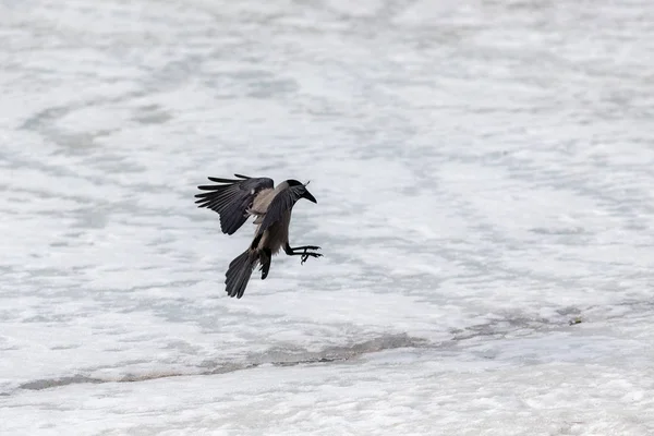 Flight over the melting spring ice — Stock Photo, Image