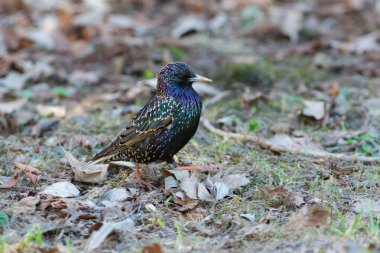 ilkbaharda yerde sığırcık
