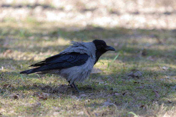 Crow before takeoff — Stock Photo, Image