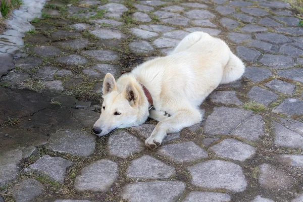 Husky acostado en las piedras — Foto de Stock