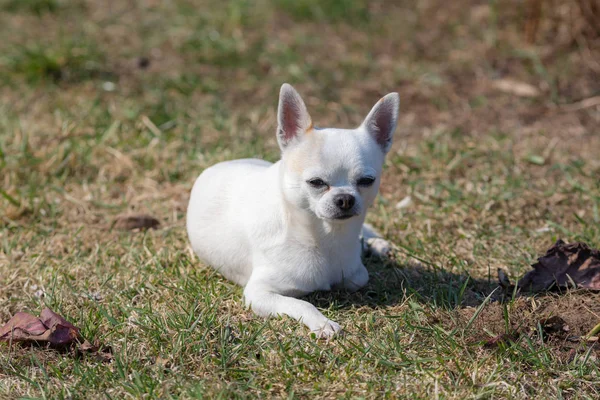 Beyaz chihuahua çimlerin üzerinde yatıyor. — Stok fotoğraf