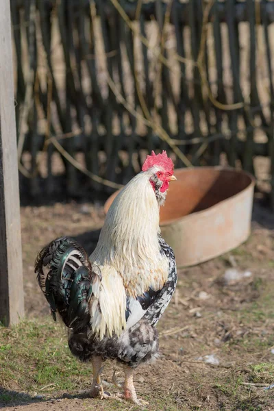 Hahn auf einem Bauernhof — Stockfoto