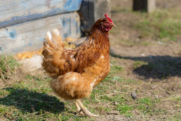 Portret brązowego kurczaka domowego — Zdjęcie stockowe