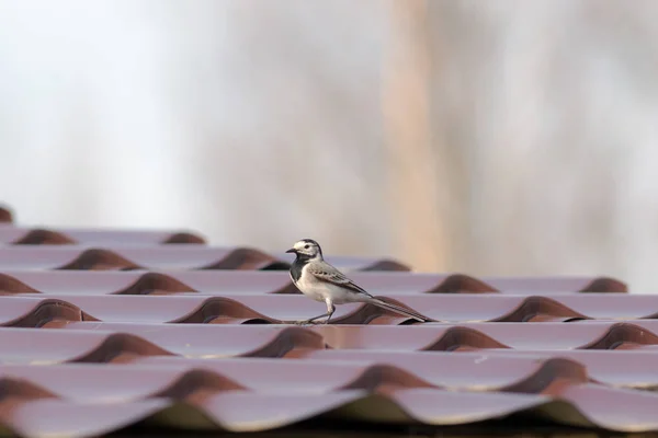 Portrait of a wagtail — Stock Photo, Image