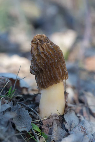 Morel na floresta — Fotografia de Stock