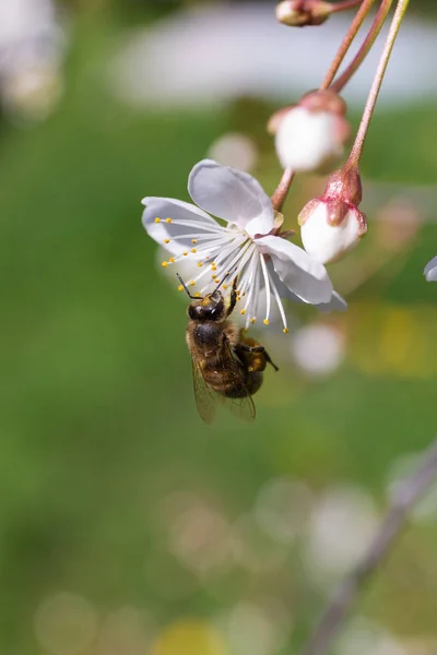 Abeille sur fleur de cerisier — Photo