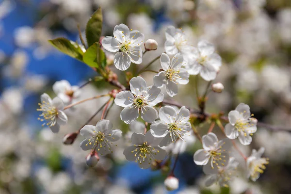 Branche de cerisier au printemps gros plan — Photo
