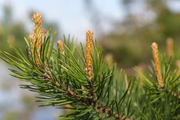 Pine branch in spring — Stock Photo, Image