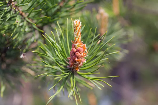 Pine branch with a cone — Stock Photo, Image