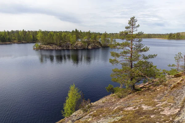 Island på en skogstjärn — Stockfoto