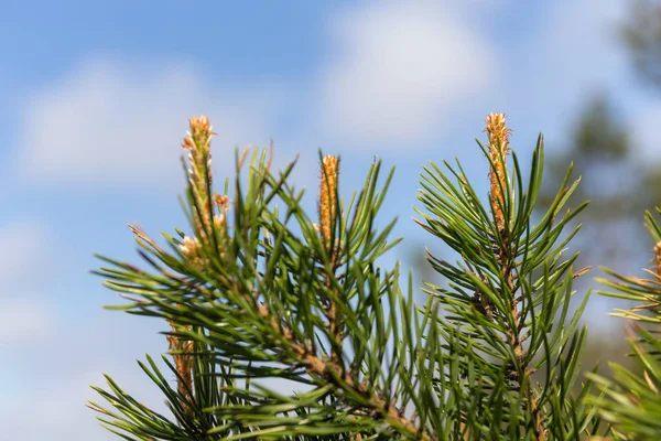 Pine branch against the sky — Stock Photo, Image