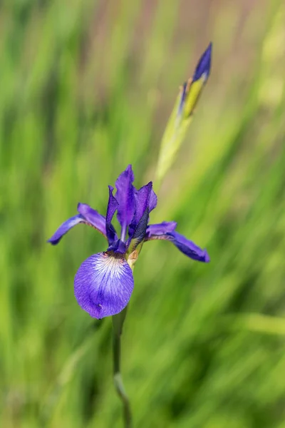 Iride viola in primavera primo piano — Foto Stock