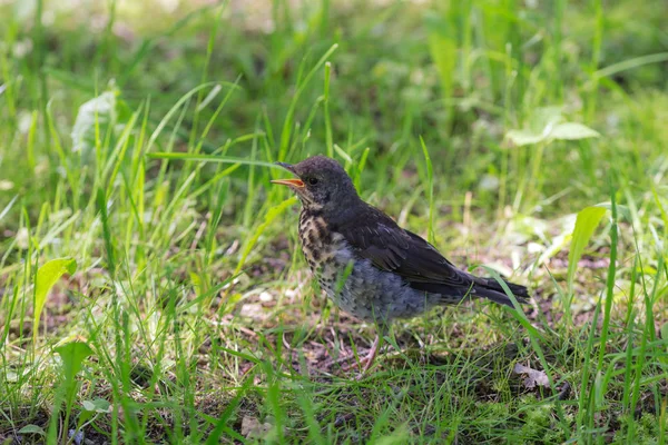 Pulcino pupazzo di neve sull'erba — Foto Stock