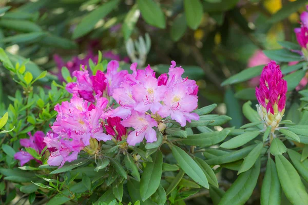 Purple rhododendron in spring garden — Stock Photo, Image