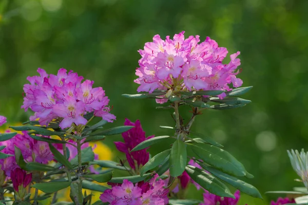 Purple rhododendron in spring — Stock Photo, Image