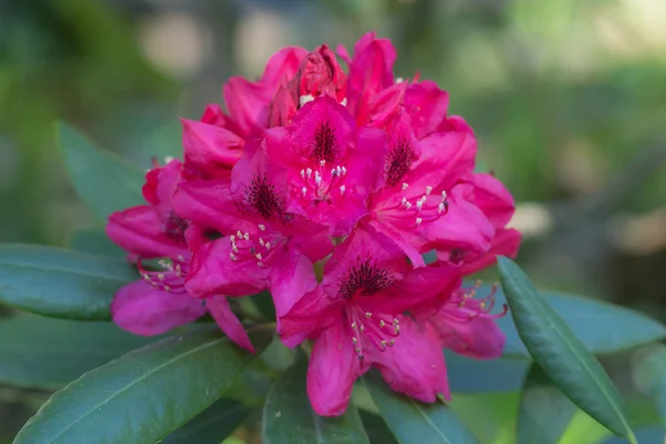 Purple rhododendron close up — Stock Photo, Image