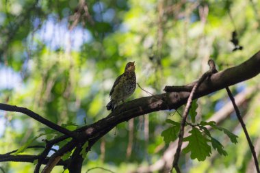bir dal üzerinde çocuk ardıç kuşu