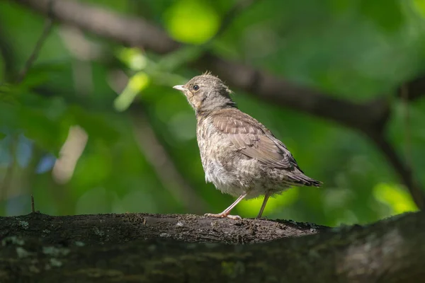 Juvenile thrush on a tree — Stock Photo, Image