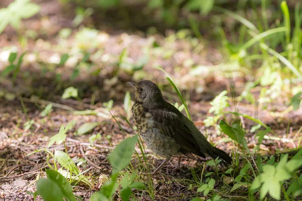 Schneevögel im Frühling — Stockfoto