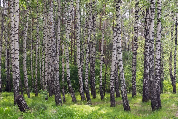 Summer birch grove — Stock Photo, Image