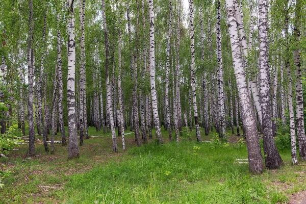 Paisaje en un bosque de abedules —  Fotos de Stock