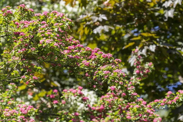 Rami di biancospino rosa fiorito — Foto Stock