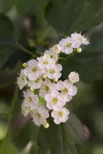 Blühender Weißdorn im Frühlingsgarten — Stockfoto