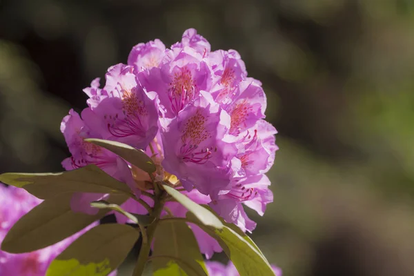 Rhododendron zblízka — Stock fotografie