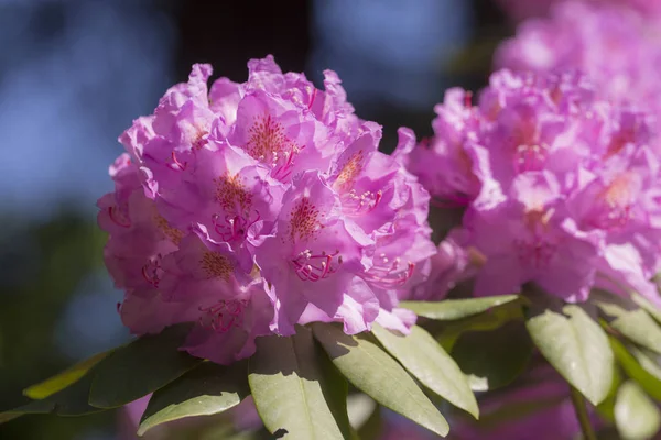 Rododendro in primavera primo piano — Foto Stock