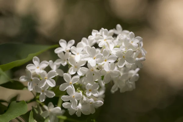 Bianco lilla primo piano — Foto Stock