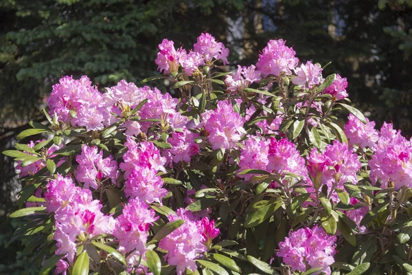 Blooming pink rhododendron — Stock Photo, Image