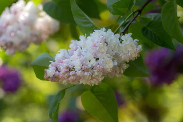 Witte lila in het voorjaar — Stockfoto