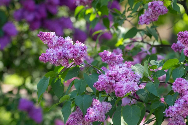 Lilac in spring — Stock Photo, Image