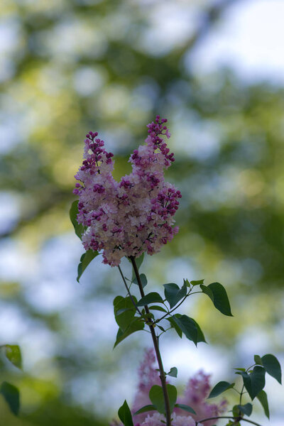 branch of a blossoming lilac