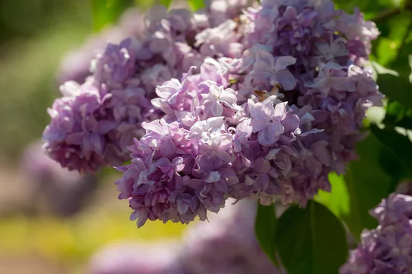 White and purple lilac — Stock Photo, Image