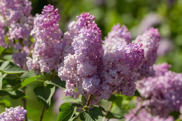 Branches de lilas en fleurs — Photo