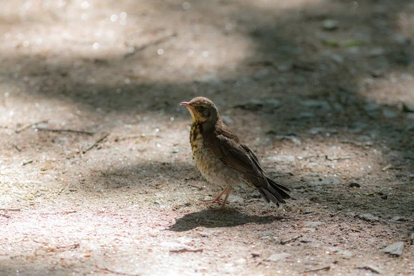 Snowbird on the ground — Stock Photo, Image