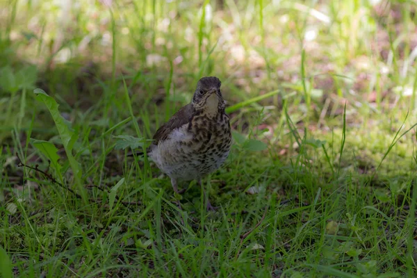 Snowbird on green grass — Stock Photo, Image