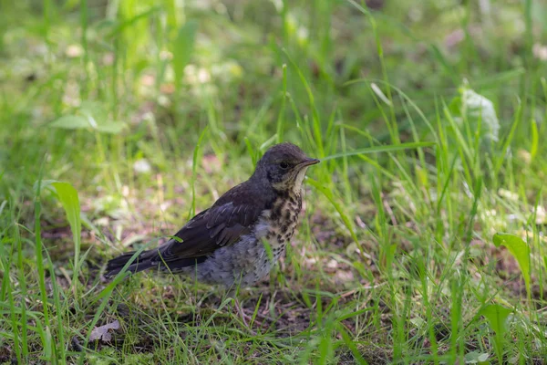 Chick snowbird on green grass — Stock Photo, Image