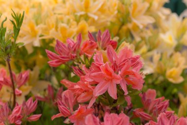 Bahçe içinde kırmızı ormangülü