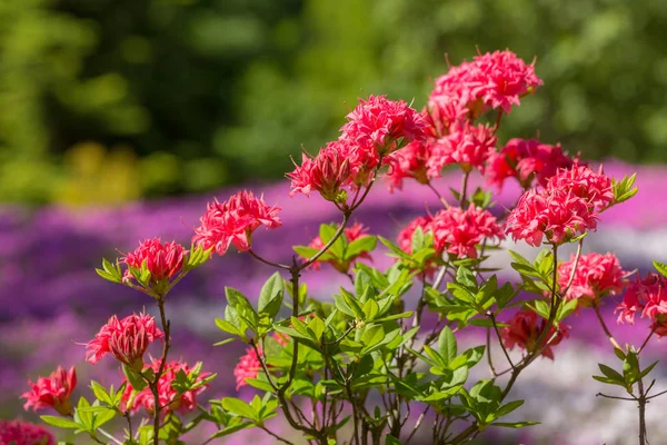 Červené rododendronů v zahradě — Stock fotografie