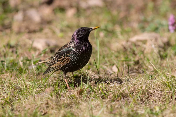 Étourneau sur herbe — Photo