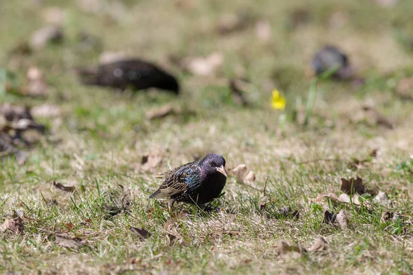 Étourneaux sur herbe verte — Photo