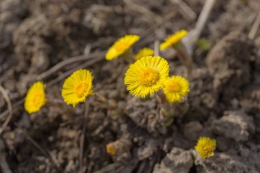 Sarı bahar çiçekleri